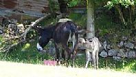 Sophia and her foal feeding