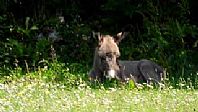 Resting in the Shade