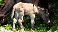 Newborn Donkey Learning How to Lie Down