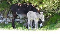 Sophia's Newborn Foal Finding His Feet
