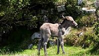 Sophia's Newborn Foal Stretching His Long Legs