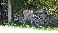 Newborn Foal with his Mum, Sophia