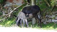 Feeding Time for Sophia's Newborn Son