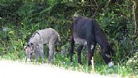 Sophia's Newborn Foal Enjoying Exploring His Home
