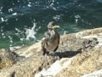 Shag at Sennen Cove, Cornwall