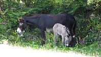 Sophia and her baby boy at the Flicka Foundation, Penryn, Cornwall