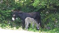 Sophia and her Foal
