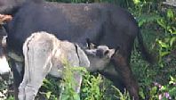 Sophia and her Newborn Foal at the Flicka Foundation in Cornwall