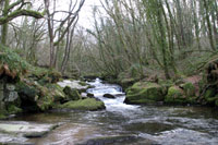 Golitha Falls Golitha Falls