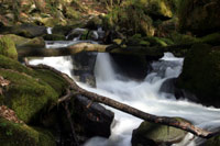 Golitha Falls Golitha Falls