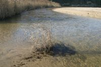 Stream at Holywell Bay