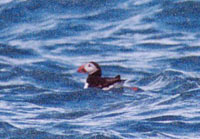 Puffin near Annet Puffin near Annet