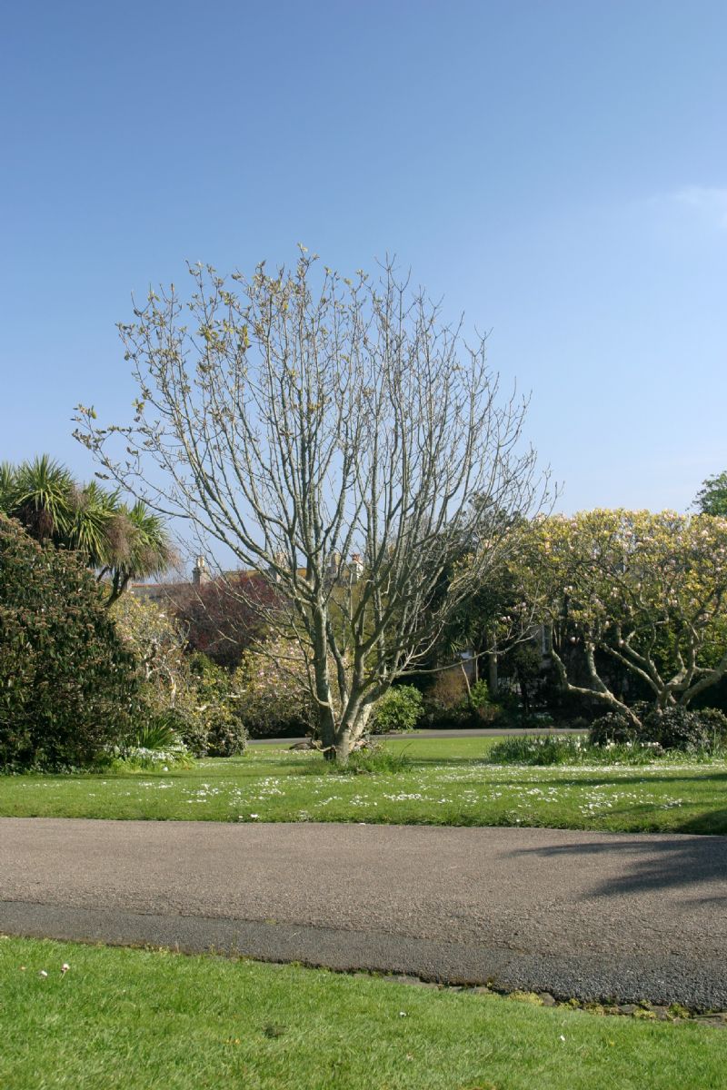 Morrab Gardens Morrab Gardens