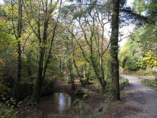 Cardinham Woods, Lady Vale Walk Cardinham Woods, Lady Vale Walk