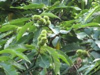Chestnut Tree - Castanea sativa Chestnut Tree - Castanea sativa