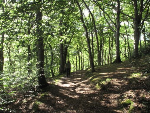 Woodland walk between Lerryn and Ethy Woodland walk between Lerryn and Ethy