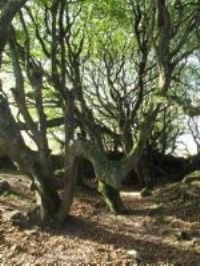 Steeple Woods