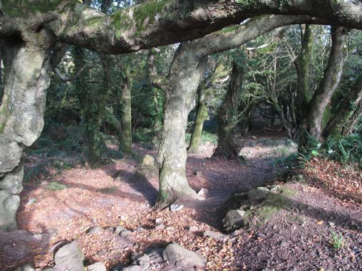 Steeple Woods