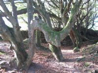 Steeple Woods