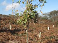 Steeple Woods - newly planted trees Steeple Woods - newly planted trees