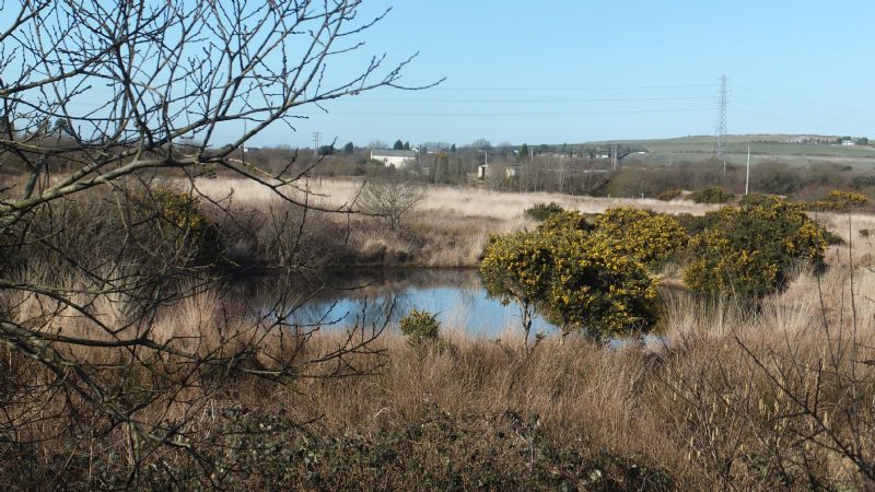 Goss Moor environment