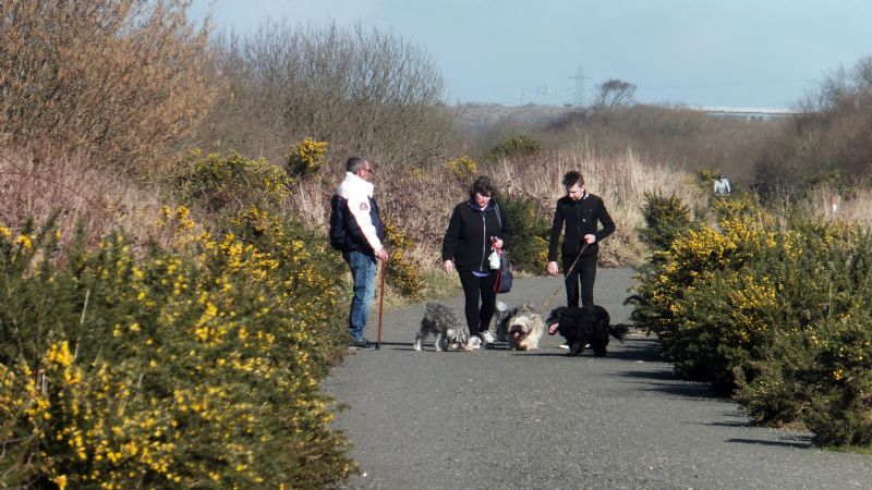 Goss Moor Trail