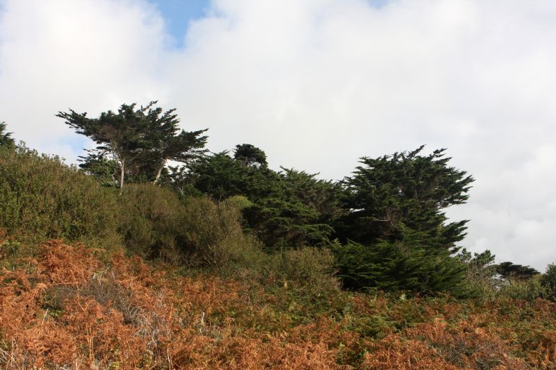 Kemyel Crease Nature Reserve - walking from Lamorna