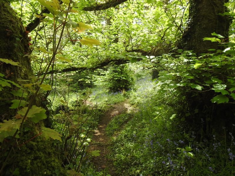 Tremenheere Woods Tremenheere Woods