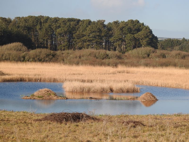 Marazion Marsh Marazion Marsh