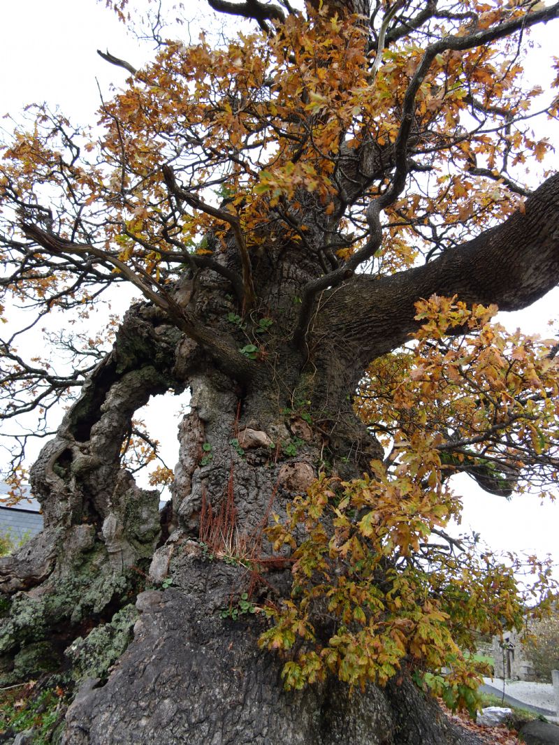 Darley Oak, Linkinhorne Darley Oak, Linkinhorne