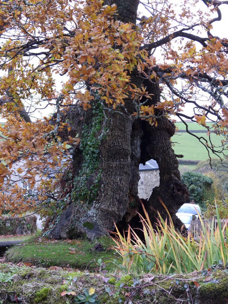 Darley Oak, Linkinhorne Darley Oak, Linkinhorne