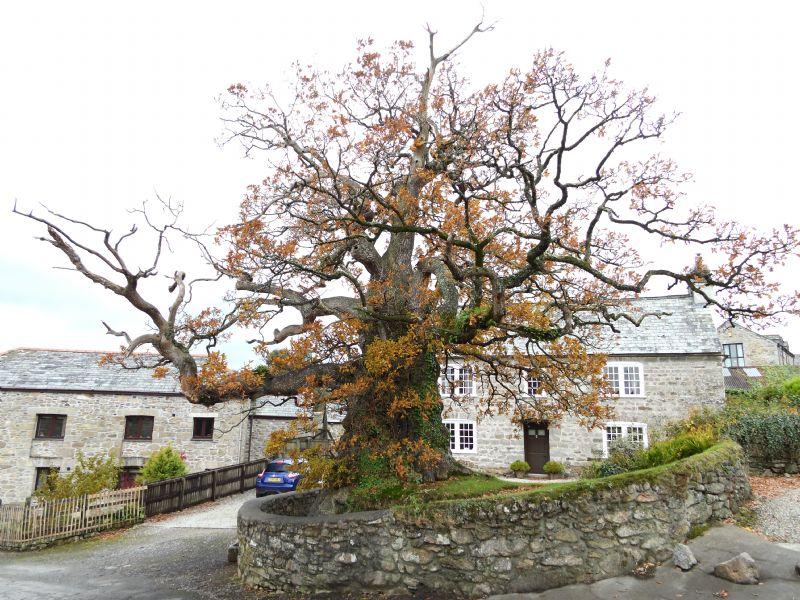 Darley Oak, Linkinhorne Darley Oak, Linkinhorne