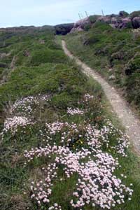 Coastal footpath at Portreath