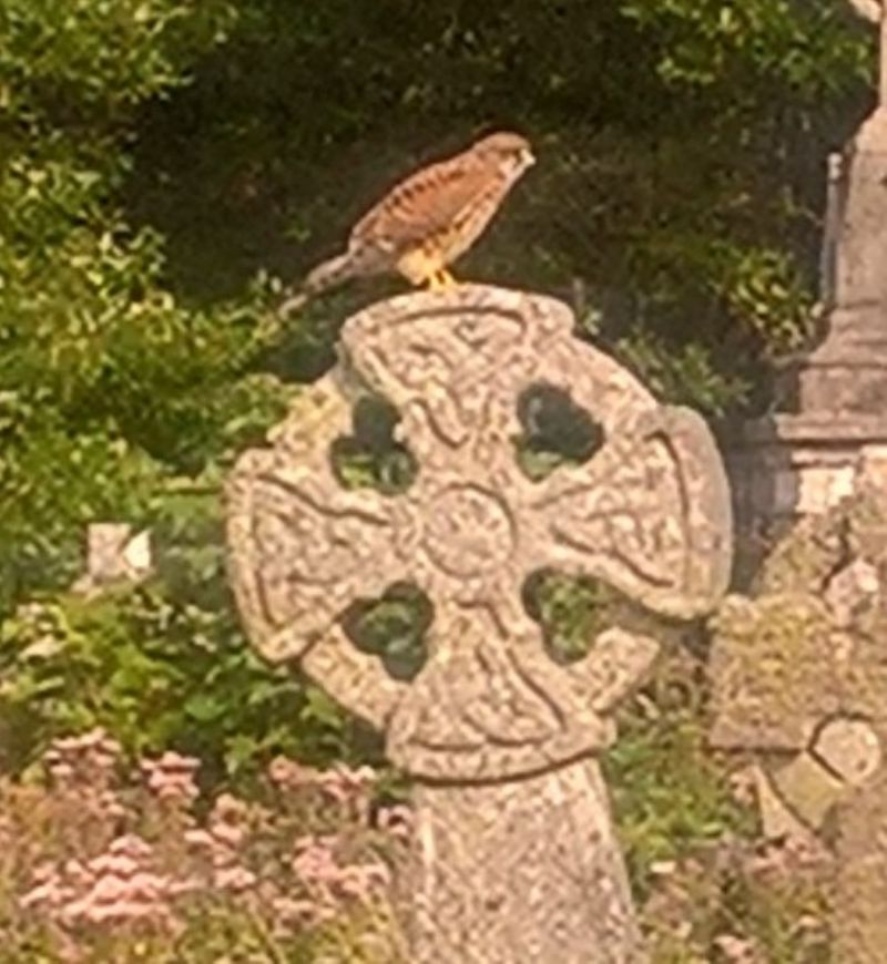 Kestrel Hunting in Living Churchyard at St Uny, Lelant (Photo by Diane) Kestrel Hunting in Living Churchyard at St Uny, Lelant (Photo by Diane)